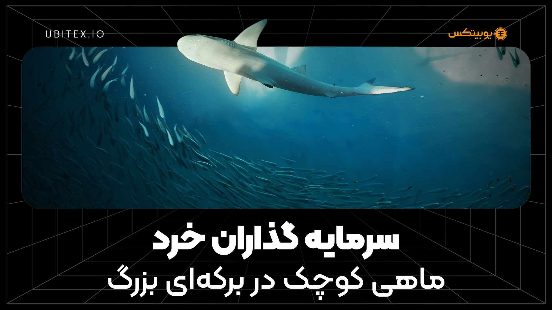 نهنگ‌ها و ماهی‌های کوچک؛ واقعیت نابرابر بازار رمزارزها